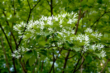 Obraz premium Chionanthus retusa flowers