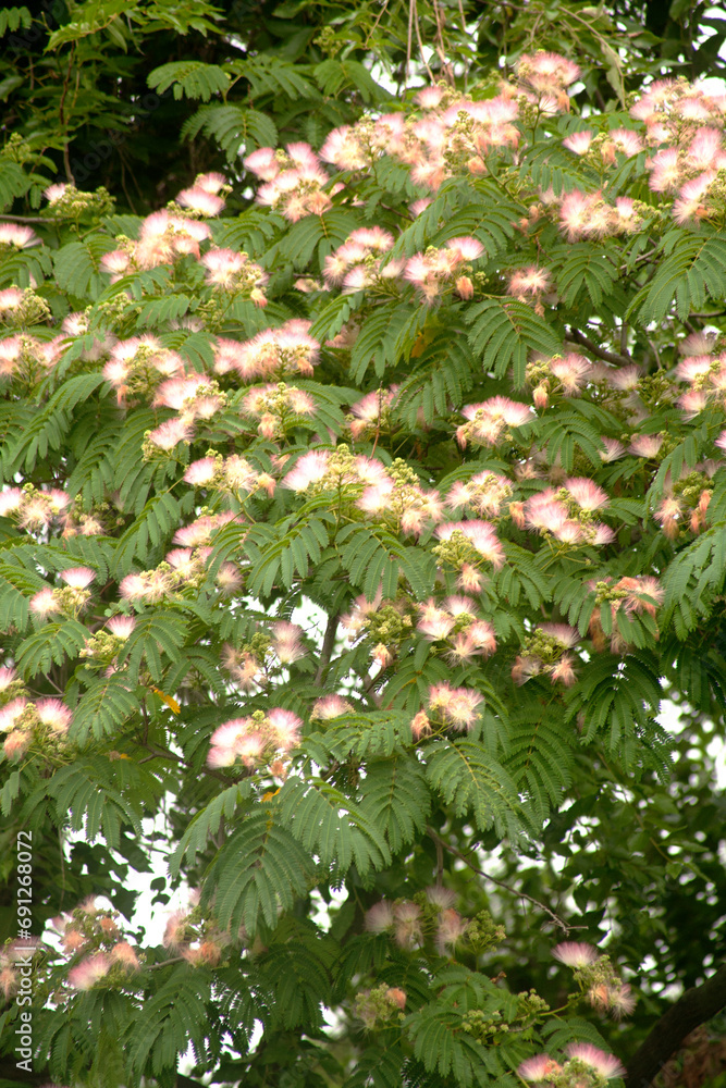 Sticker silk-tree flowers