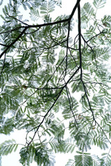 Albizzia julibrissin leaves