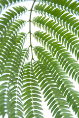 Albizzia julibrissin leaves