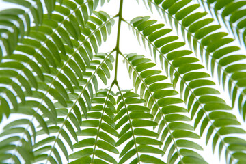 Albizzia julibrissin leaves