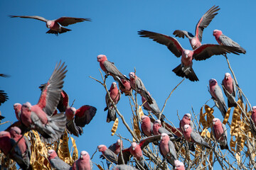 A flock of Galahs (Eolophus rosieicapilla) or pink and grey cockatoos.  Far North Queensland.
