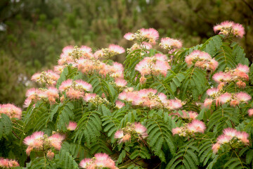 silk-tree flowers