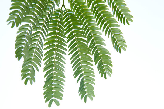 Albizzia julibrissin leaves