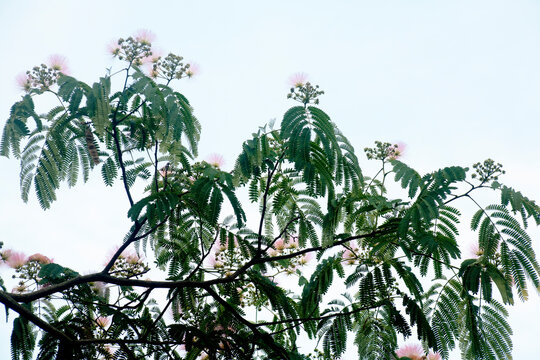 silk-tree flowers