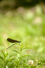 Papilio bianor