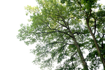 green leaves on a branch