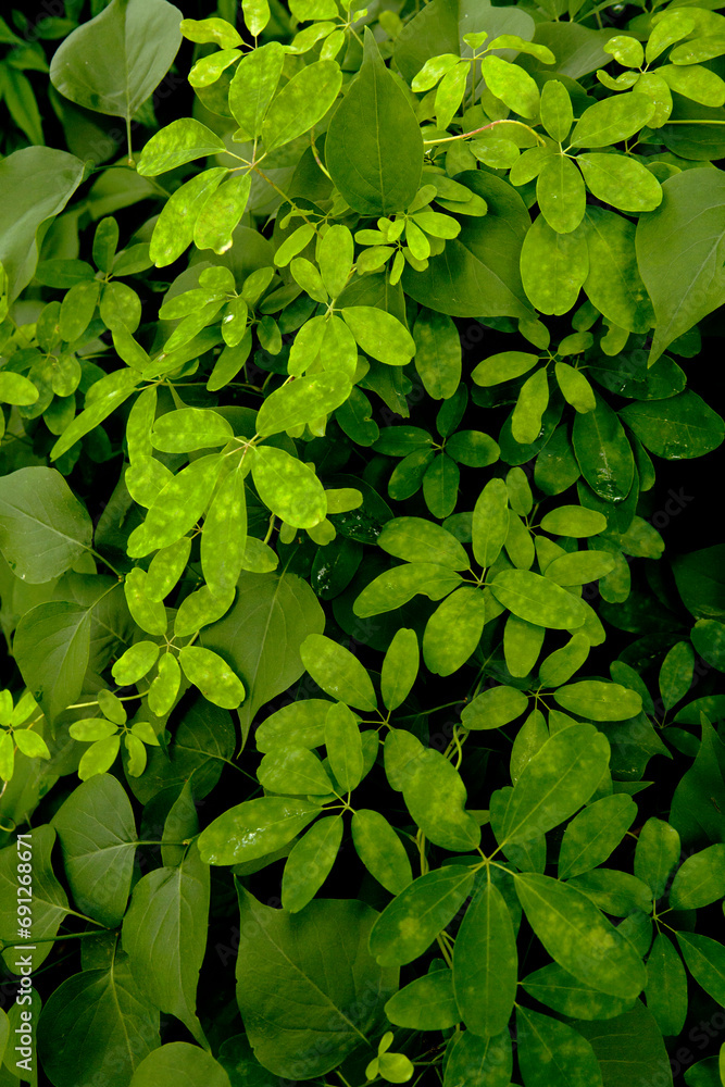 Sticker green leaves background