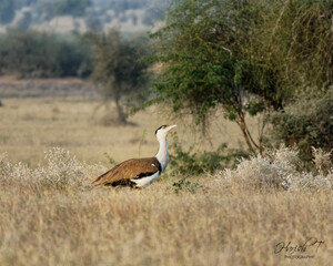 The Great Indian Bustard (GIB❤️)
Ardeotis nigriceps
Indian subcontinent
A habitat photograph of...