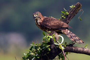 Changeable hawk eagle with prey
