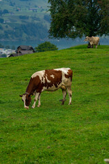 Naklejka na ściany i meble Cow on lawn. Cow grazing on green meadow. Holstein cow. Eco farming. Cows in a mountain field. Cows on a summer pasture. Idyllic landscape with herd of cow grazing on green field with fresh grass.