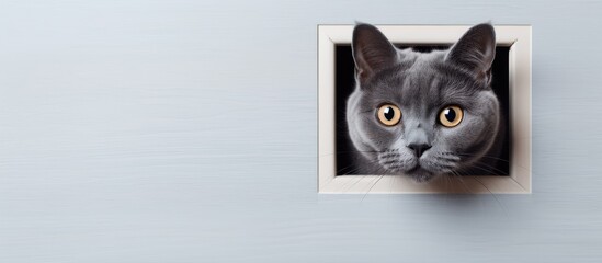 A gray British cat walks through a cat flap and licks an apartment's cat door.