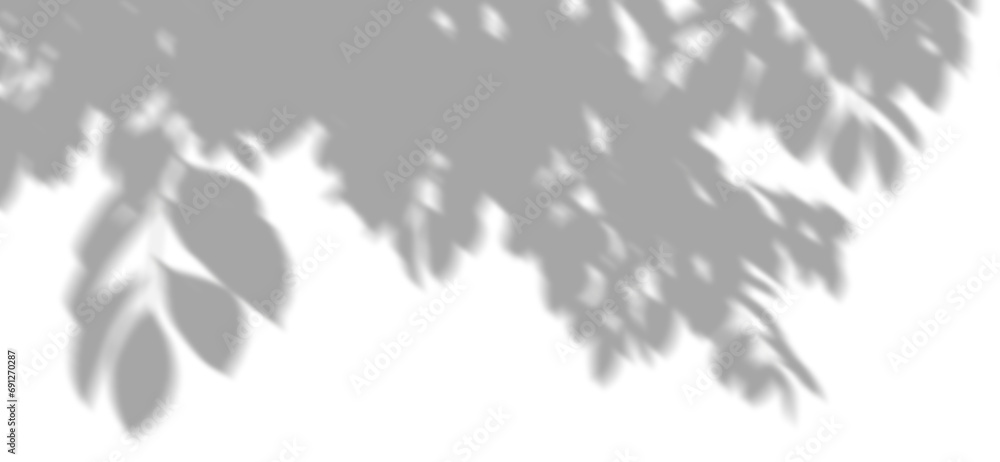 Poster cutout shadow leafs tree branches shade on transparent backgrounds 3d render png