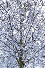 Fototapeta premium Ornament of leafless tree branches in park covered the snow