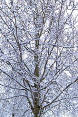 Ornament of leafless tree branches in park covered the snow