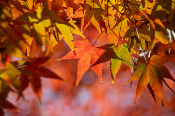 紅葉したモミジのクロースアップ横構図、透過光