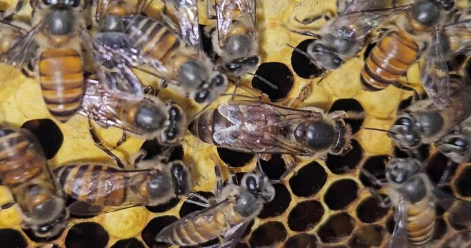 The queen bee surrounded by bees. Queen Bee lays eggs in a honeycomb. Indian honey bee, Apis cerena Indica.
