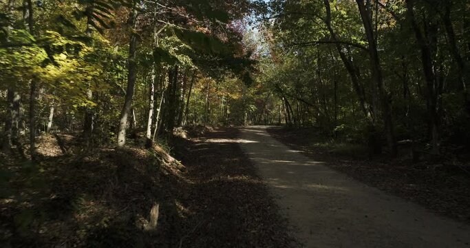 Warm autumnal sun glimpsing through the woodland trees. Blissful daytime.