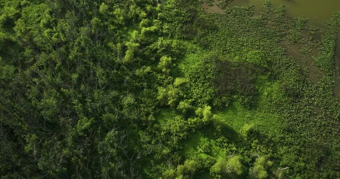 Unspoiled wetland environment, stunning in its greenness and purity. Aerial.