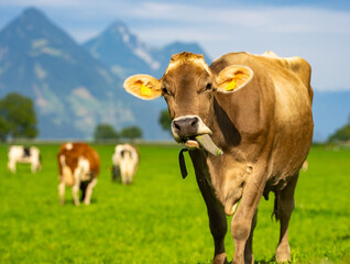 Cow with tongue out licking face. Funny farm animals. Crazy cows. Mad cow is fun. Cow at alpine...
