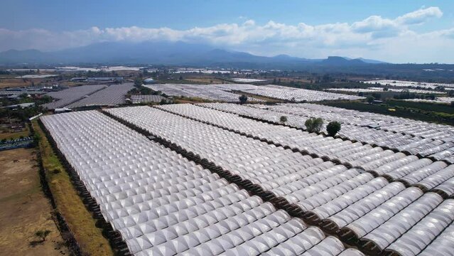 Aerial Pullback of Lush Plantation Blueberry Ranch in Michoac&aacute;n Mexico