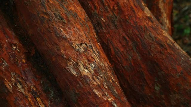 Close-up texture of vibrant red tree bark in natural setting. Detail and patterns in nature.