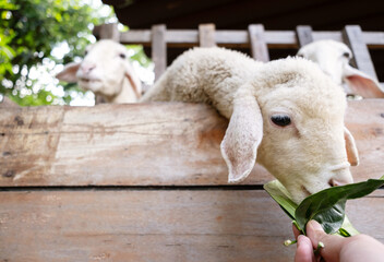 Child is feeding and petting cute little lamb at the zoo. © zhennyzhenny