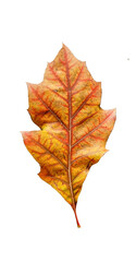leaf one isolated autmn backround yellow red brown colors