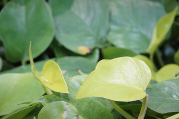 Macro of glossy symmetrical leaf, yellowish green, with beautiful green leaves in background