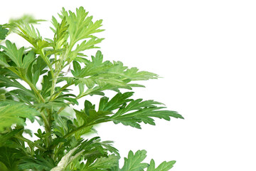 Common wormwood or Artemisia annua trees isolated on white background.