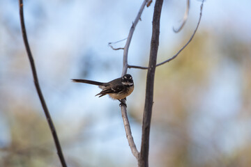 A grey fantail (Rhipidura albiscapa) on a branch in Far North Queensland, Australia. Looking at Camera.