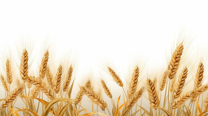 grain wheat field agricultural crop harvest cereal plant farming nature seed ear rye straw yellow