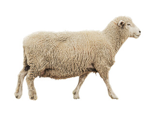 Female Dorset Sheep  isolated png