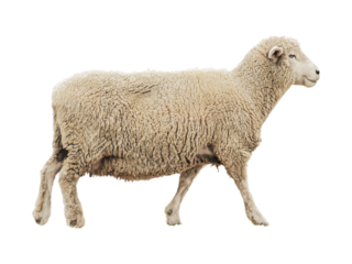 Female Dorset Sheep  isolated png