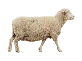 Deurstickers Female Dorset Sheep  isolated png © NuFa Studio