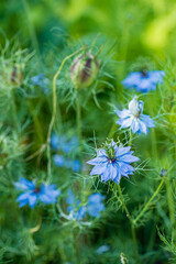 blue nigella in the garden