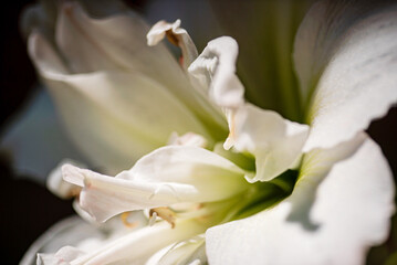 Fototapeta na wymiar white lily on the dark background