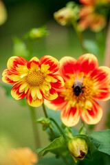dahlia flowers in the garden