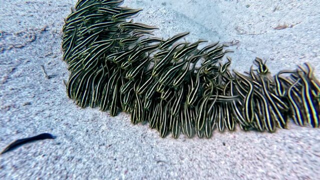 Shoal of Striped eel-catfish on the ocean floor at the Red sea - Plotosus japonicus