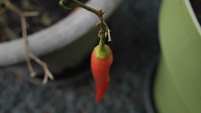 Home grown ripe red chili pepper, head stil conected to plant, blurry view of pots background.
