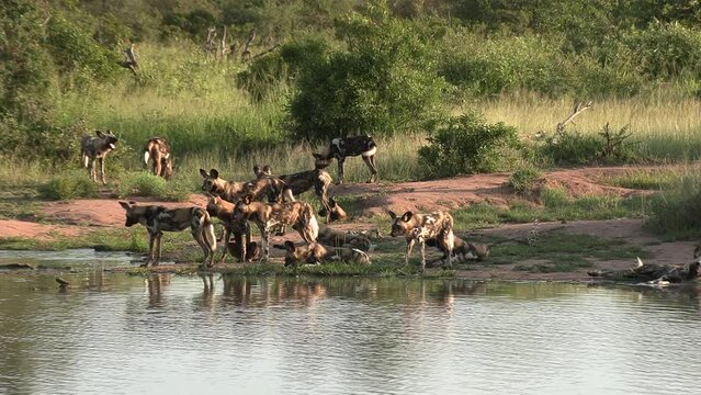 A pack of African wild dogs next to a waterhole, drinking and cooling down on a warm summer's day. Static wide shot.