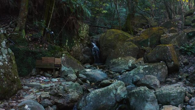 Forest Stream in Mossy Japanese Forest, Forward Push Shot 4k