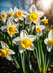 daffodils in bud about to bloom in first plane, sunlight background, 8k, vivid, ultra details, cinematic lighting, photography, hyperrealism, extreme detail, more shine.