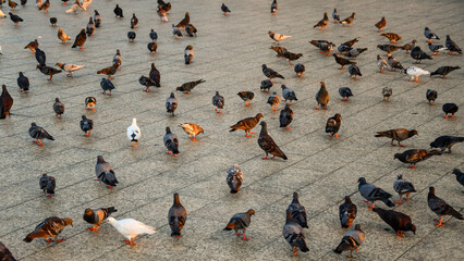 Pigeons and birds on the sidewalk flock in a city park looking for food in Phnom Penh in Cambodia