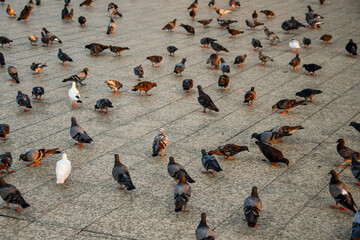 Pigeons flock urban avian sidewalk