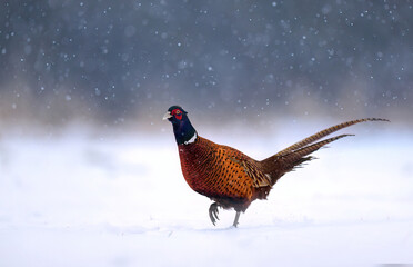 Ringneck Pheasant (Phasianus colchicus) male close up