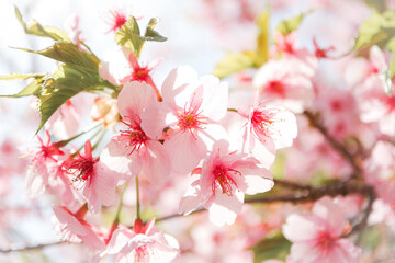 【春素材】満開の河津桜