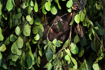 Orangutans take shelter from the heat using leaves that have been cut from trees - obrazy, fototapety, plakaty