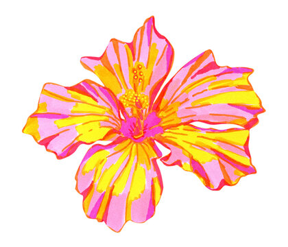 Natural hand drawn tropical hibiscus flower