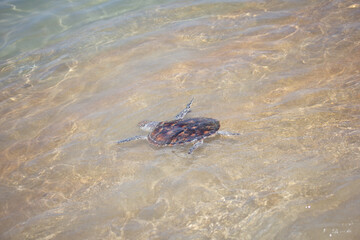 turtle swimming in the sea